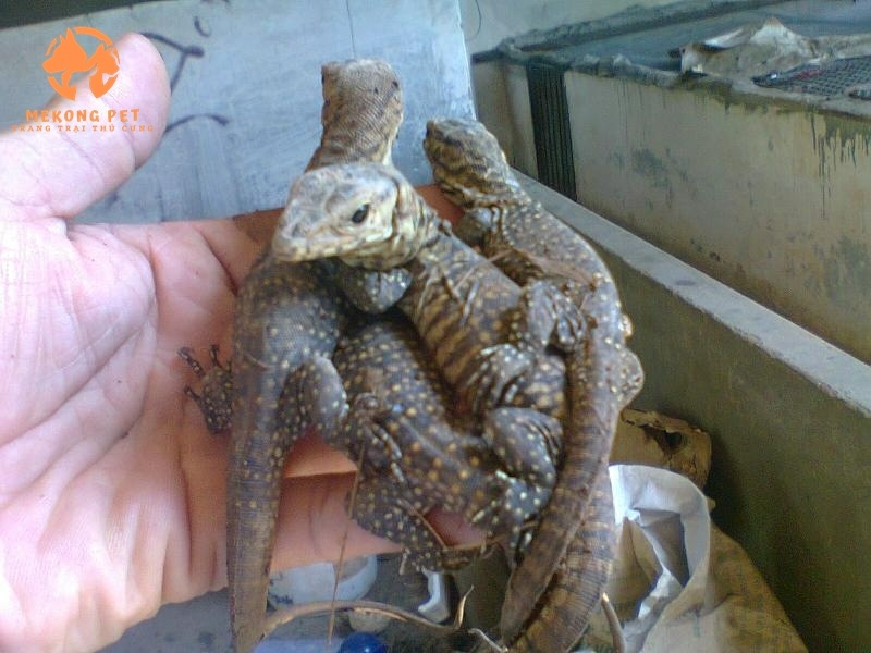 Mua Bán Kỳ Đà Giống Tại TP.HCM Uy Tín, Chất Lượng Cao